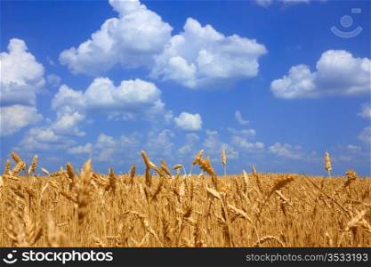 Field with yellow ripening wheat in fine summer day