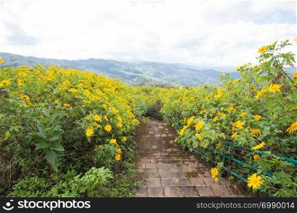 Field yellow flower on mountain in north of Thailand.