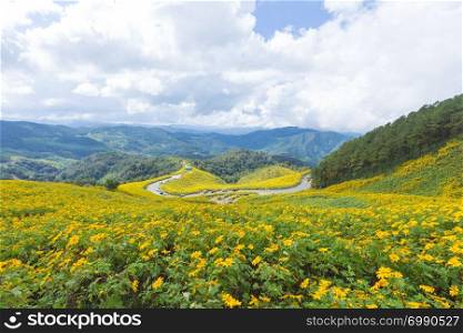 Field yellow flower on mountain in north of Thailand.