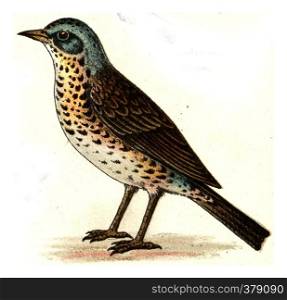 Fieldfare, vintage engraved illustration. From Deutch Birds of Europe Atlas.