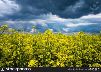 fields and blue sky background