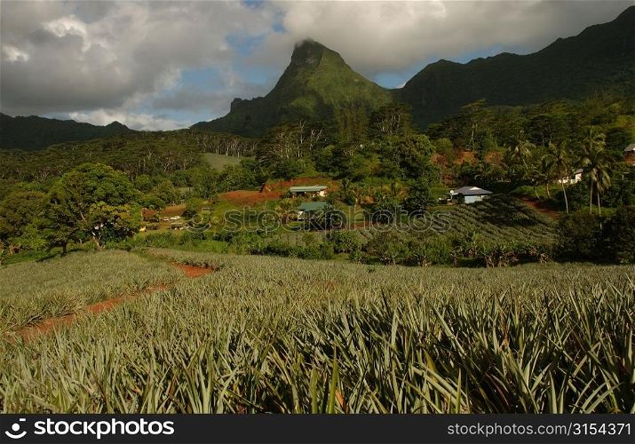 Fields and houses at the base of a hill, Moorea, Tahiti, French Polynesia, South Pacific