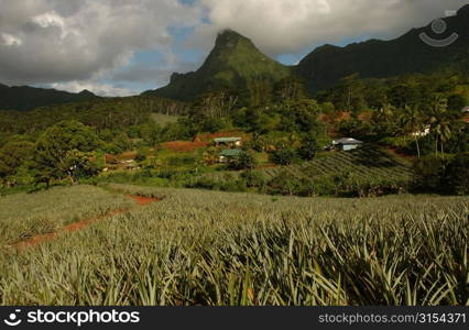 Fields and houses at the base of a hill, Moorea, Tahiti, French Polynesia, South Pacific