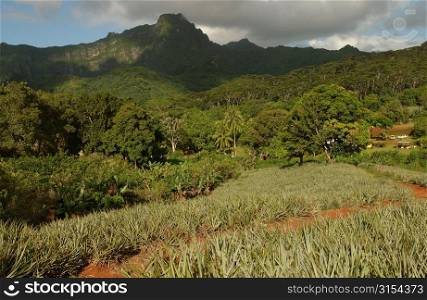 Fields and houses at the base of a hill, Moorea, Tahiti, French Polynesia, South Pacific