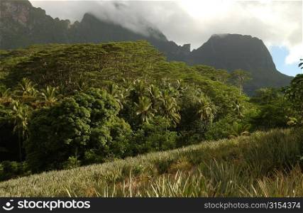 Fields at the base of a hill, Moorea, Tahiti, French Polynesia, South Pacific