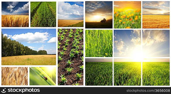 Fields collage