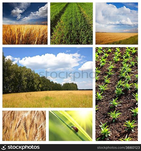 fields collage