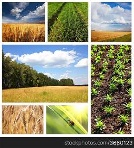 fields collage