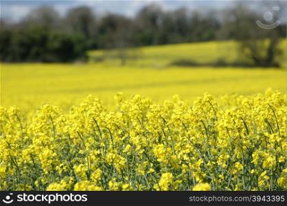 Fields covered in bright yellow rapeseed flowers