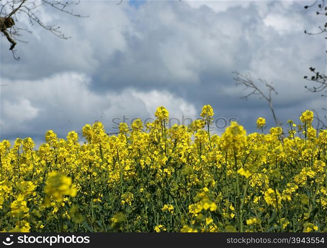Fields covered in bright yellow rapeseed flowers