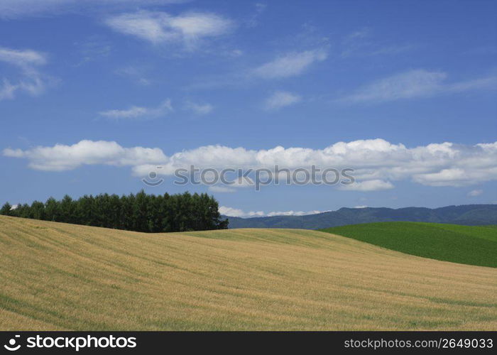 Fields,Farm,Blue,Sky