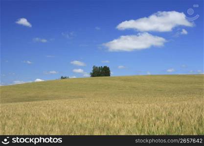 Fields,Farm,Blue,Sky
