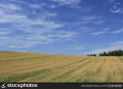 Fields,Farm,Blue,Sky