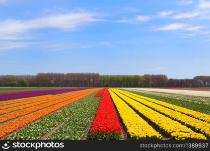 Fields full of colorful tulips in Dutch Flevopolder