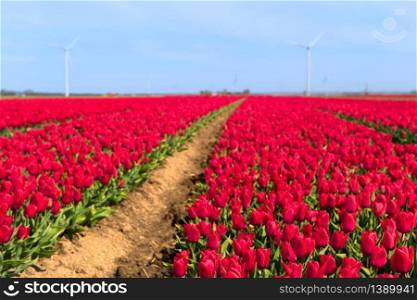 Fields full of pink tulips in Dutch Flevopolder