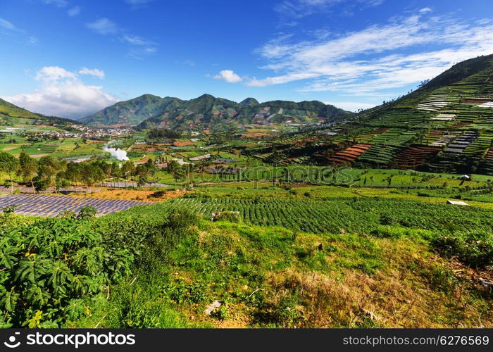 Fields in Dieng Plateo,Indonesia,Java