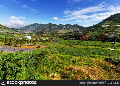 Fields in Dieng Plateo,Indonesia,Java
