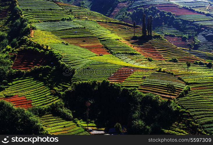 Fields in Indonesia, Java