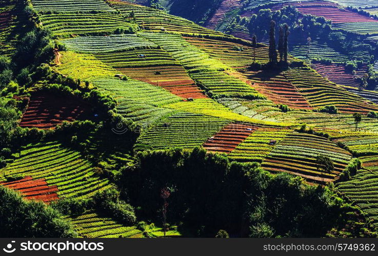 Fields in Indonesia, Java