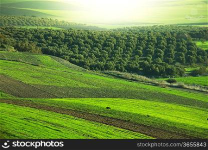 fields in Morocco