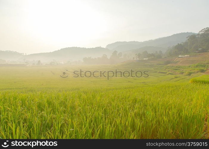 Fields Landing Rice is a mountainous area. Sunny during the morning hours of the day.