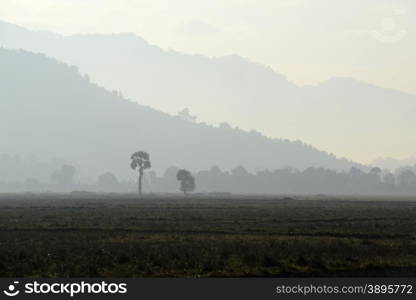 fields near a village near the city of Myeik in the south in Myanmar in Southeastasia.. ASIA MYANMAR BURMA MYEIK AGRACULTURE FIELD