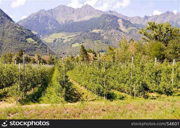 Fields of apple trees . Fields of apple trees in the region of Trentino-Alto Adige