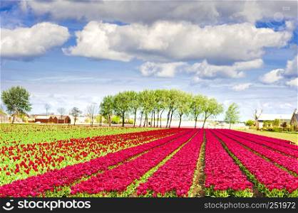 Fields of blooming tulip flowers in Nethrlands. Greenhouses for growing tulip in Holland.