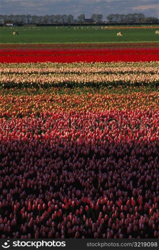 Fields of Colored Flowers
