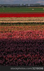 Fields of Colored Flowers