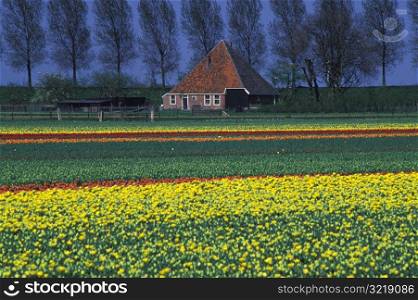 Fields of Flowers and a Little House