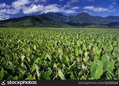 Fields Of Green Leaves With Mountains