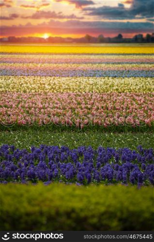 Fields of hyacinths of different colors grow in the Netherlands in the spring. Blue Flowers