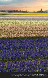 Fields of hyacinths of different colors grow in the Netherlands in the spring. Blue Flowers