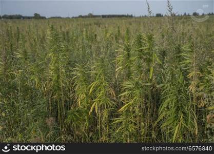 fields of industrial hemp in Estonia. Europe