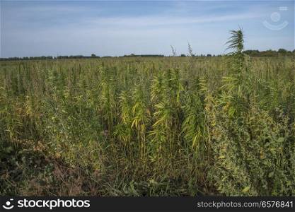 fields of industrial hemp in Estonia. Europe
