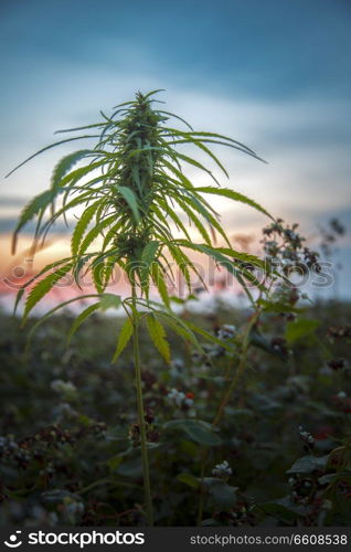 fields of industrial hemp in Estonia. Europe