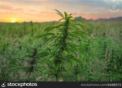 fields of industrial marijuana in Estonia. Europe.. fields of industrial marijuana in Estonia