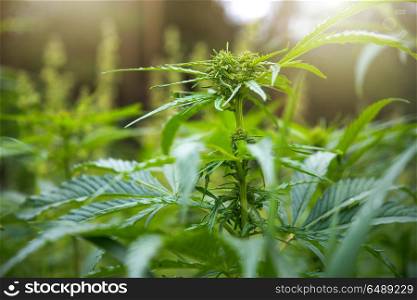 fields of industrial marijuana in Estonia. Europe.. fields of industrial marijuana in Estonia