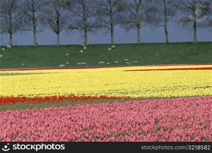 Fields of Planted Tulips and Sheep