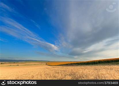 Fields of sunflowers and wheat on blue sky background