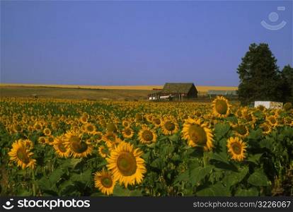 Fields Of Sunflowers Near An Old Farmhouse