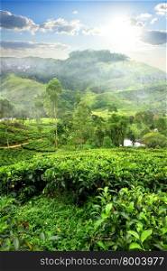 Fields of tea in mountain of Nuwara Eliya, Sri Lanka