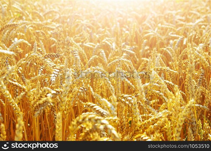 Fields of wheat at the end of summer fully ripe
