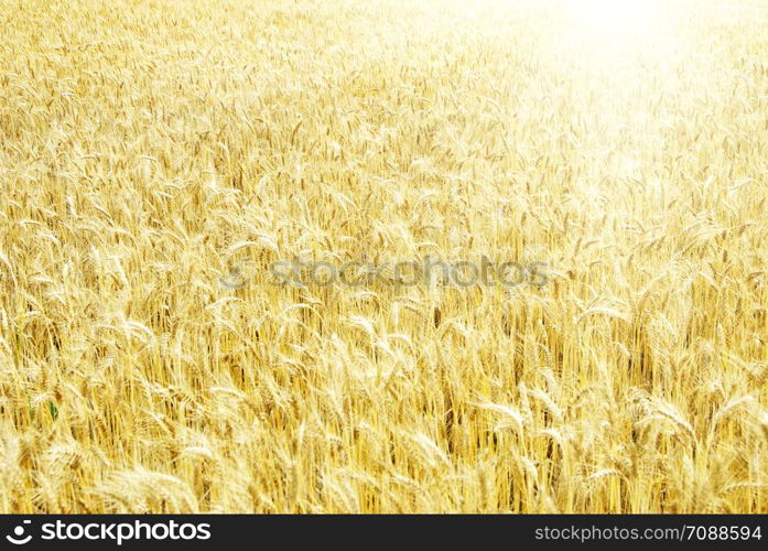 Fields of wheat at the end of summer fully ripe