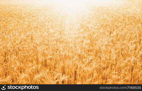 Fields of wheat at the end of summer fully ripe