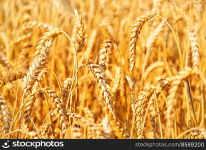 Fields of wheat at the end of summer fully ripe