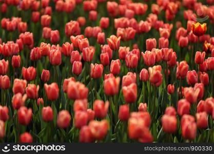 Fields on which bloom pink tulips. Tulip field. Field with pink tulips. Bouquet of flowers, pink background. Fields on which bloom pink tulips. Tulip field. Field with pink tulips. Bouquet of flowers, pink background.