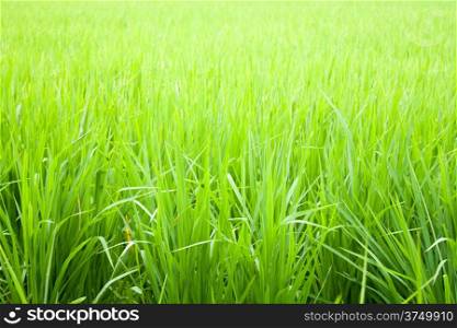 Fields to cultivate rice. Green seedlings.