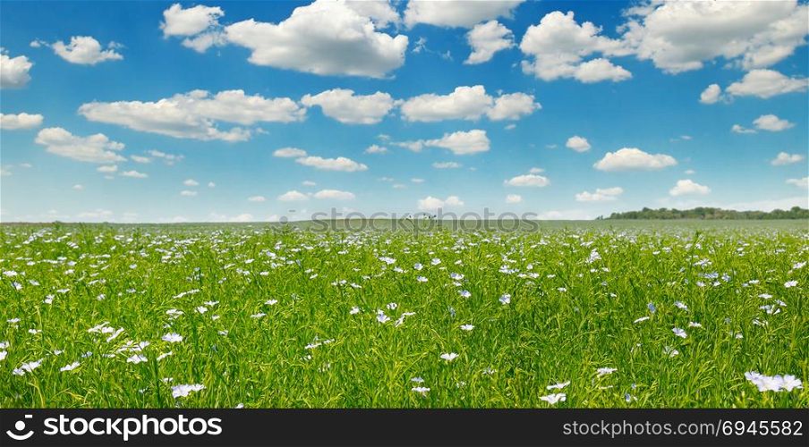 Fields with flowering flax and blue sky. Wide photo. Spring agricultural landscape.